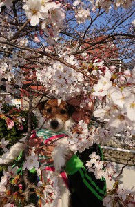 2018-03-28 16.32.06 (2)